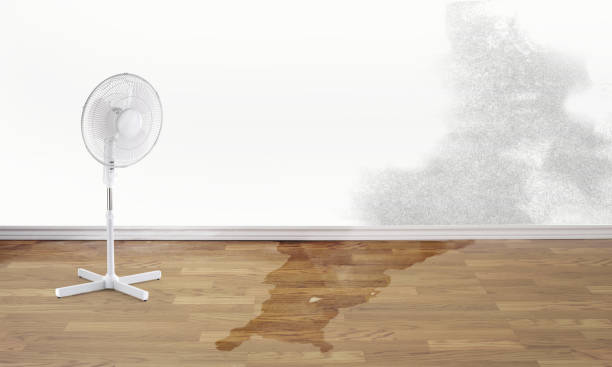 Best Carpet water damage restoration  in Clayco, MO