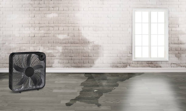 Best Sewage cleanup and water damage restoration  in Clayco, MO